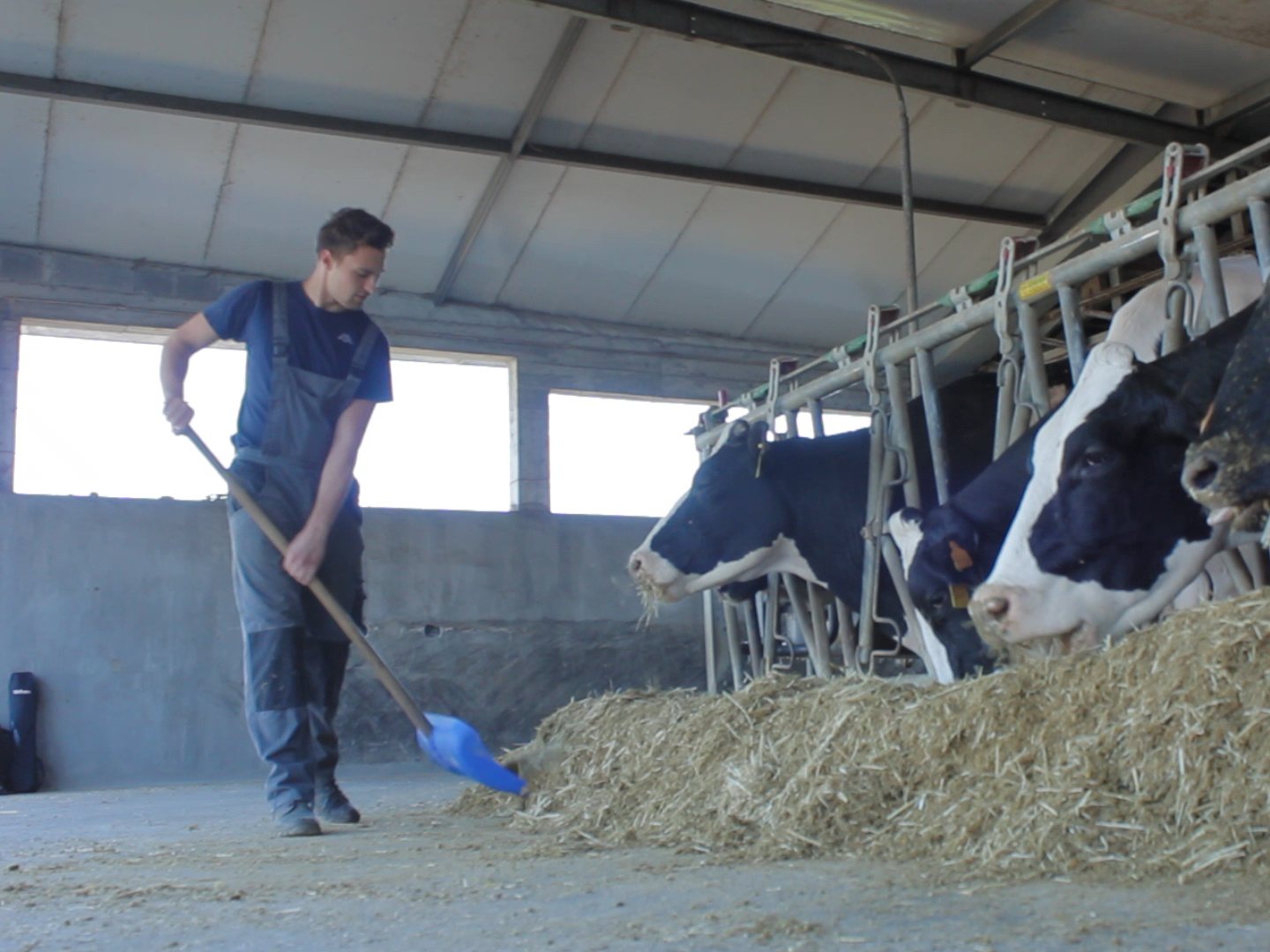Agriculture trainee feeding cows in a barn (frame from a BragaMob video)