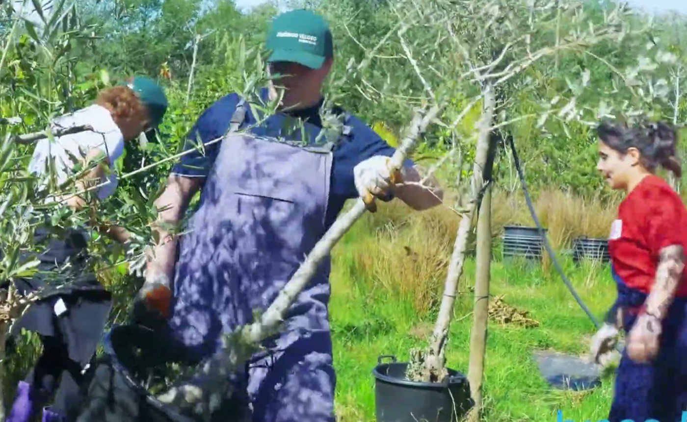 Trainees pruning olive trees on a farm (frame from the BragaMob video)
